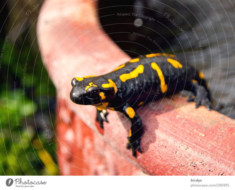 A look beyond the rim of your plate Spring Summer Beautiful weather Garden Wild animal fire salamander Salamander Urodeles Reptiles 1 Animal Observe Looking