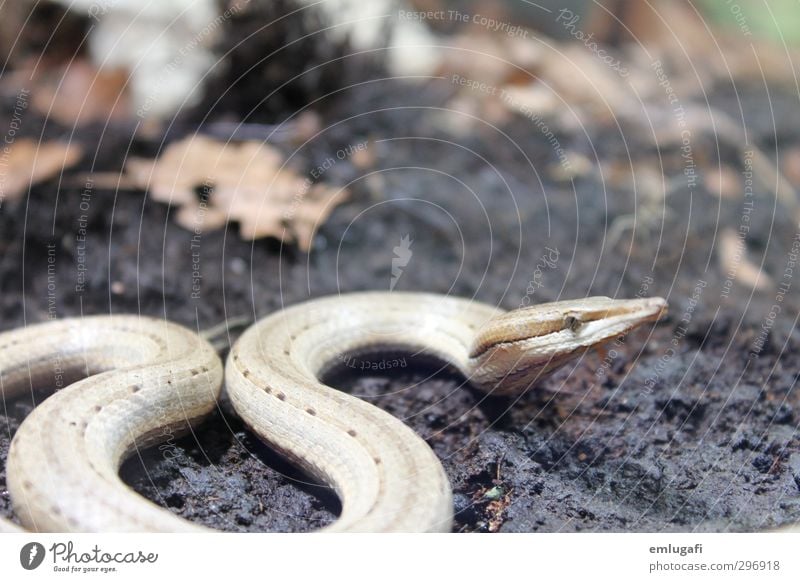 be aware of snakes Nature Forest Wild animal Snake 1 Animal Exceptional Brown Subdued colour Macro (Extreme close-up) Day Animal portrait