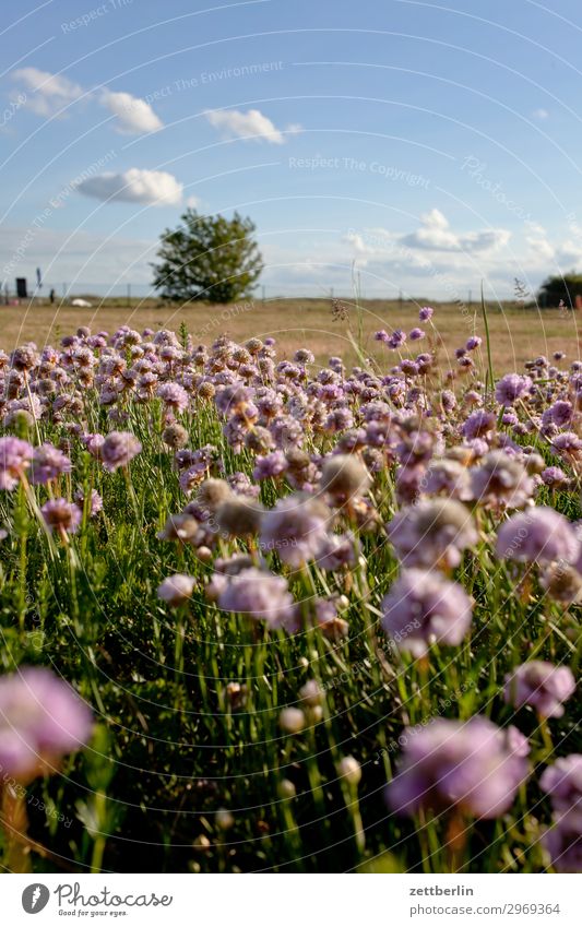 Dry meadow again Vacation & Travel Island Coast Mecklenburg-Western Pomerania Ocean Boddenlandscape NP good for the monk Nature Baltic Sea Baltic island