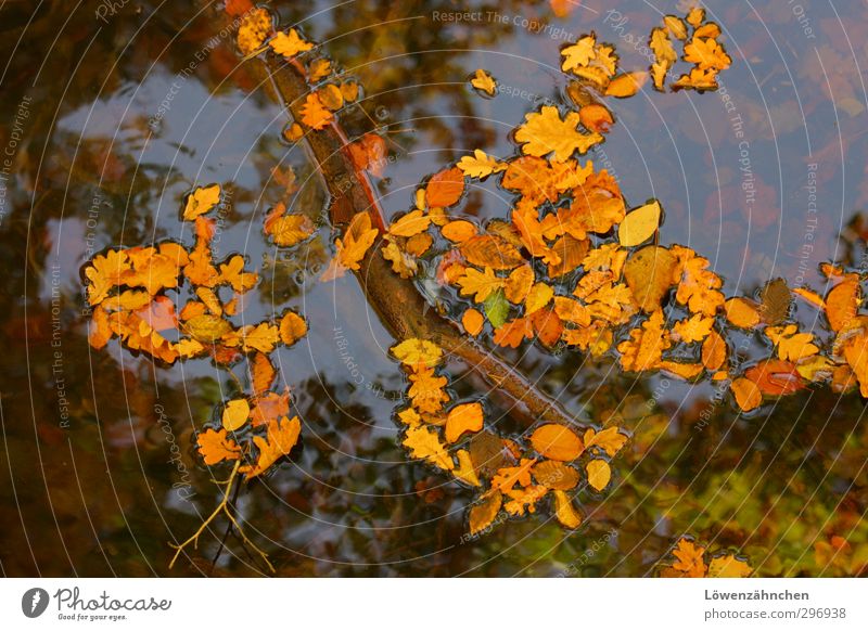 About Up and Down Nature Plant Water Cloudless sky Autumn Beautiful weather Leaf Pond To fall Swimming & Bathing Wet Natural Blue Brown Yellow Orange Moody Calm