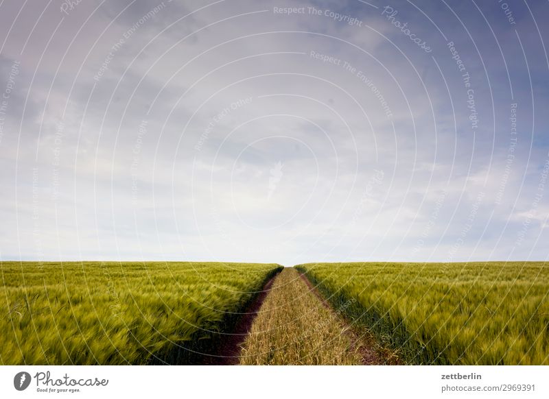 cereal fields Field Agriculture Flower Margin of a field Vacation & Travel Grain Island Coast Mecklenburg-Western Pomerania Ocean good for the monk Nature