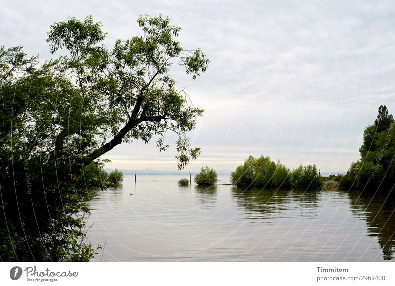 A quiet moment at Lake Constance Water Reflection Tree leaves trunk shrubby warm Horizon Sky Clouds Deserted Green Blue Dark