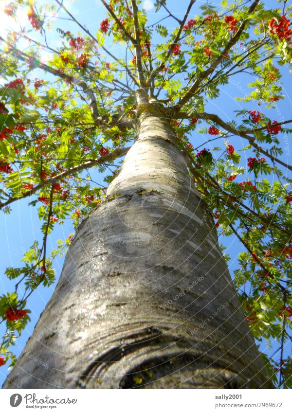 rowan tree Sunlight Autumn Tree Rowan tree Tree trunk Large Tall Long Sustainability Transience Berries Rawanberry Tree bark Colour photo Exterior shot Detail