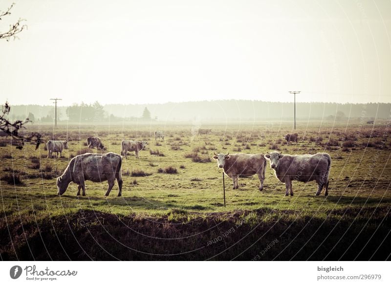 In the country Meat Sausage Nature Landscape Meadow Pasture Farm animal Cow Cattleherd 3 Animal Herd To feed Looking Stand Green Country life Agriculture