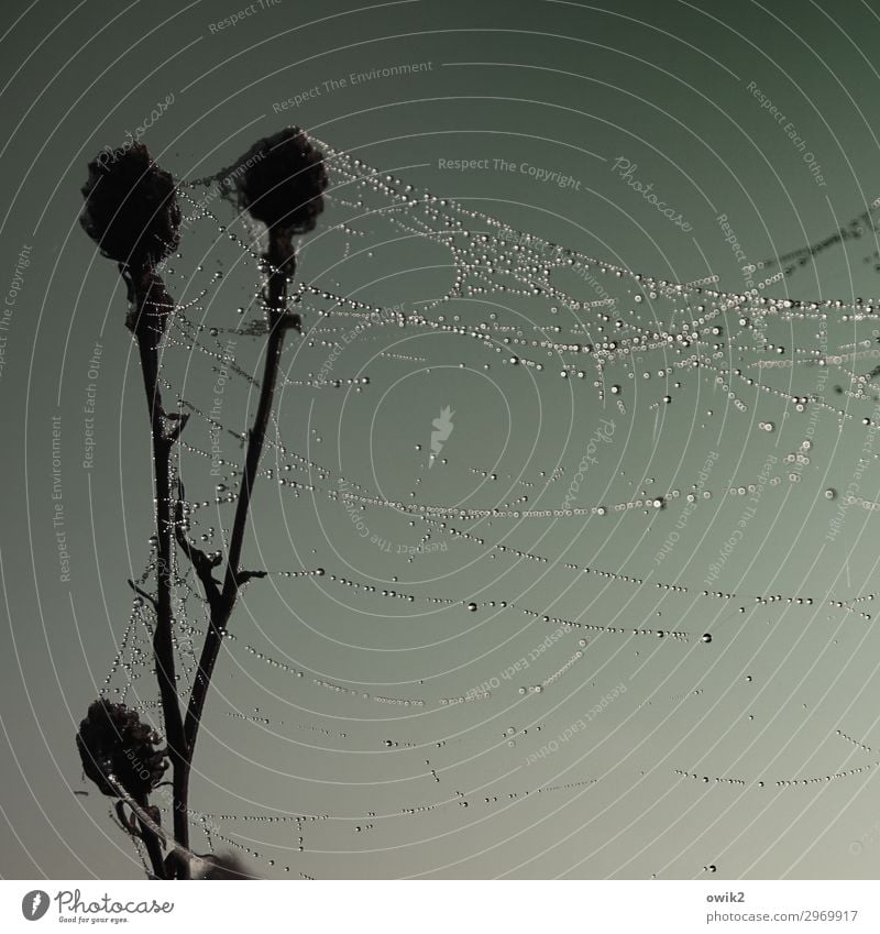 Blown away Environment Nature Plant Drops of water Cloudless sky Autumn Thistle Cobwebby Spider's web Hang Dark Wet Calm Colour photo Subdued colour