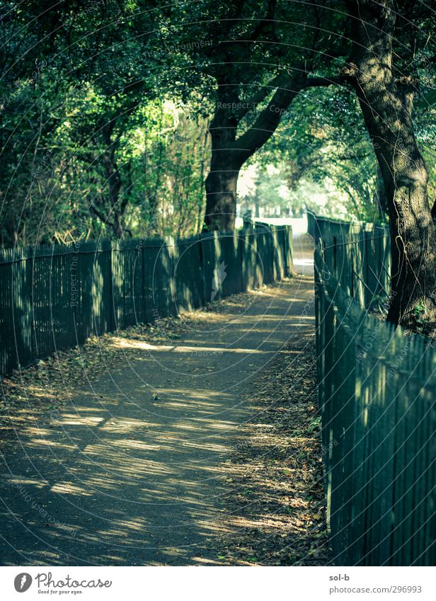 Passage Nature Tree Bushes Park Dublin Ireland Lanes & trails Healthy Natural Green Dream Target Future Leaf Patch of light Opening To go for a walk Spring