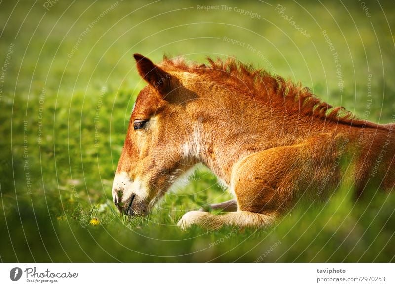 young brown horse closeup Beautiful Face Summer Nature Animal Grass Meadow Farm animal Horse Cute Brown Green Colour Domestic head equine Beauty Photography