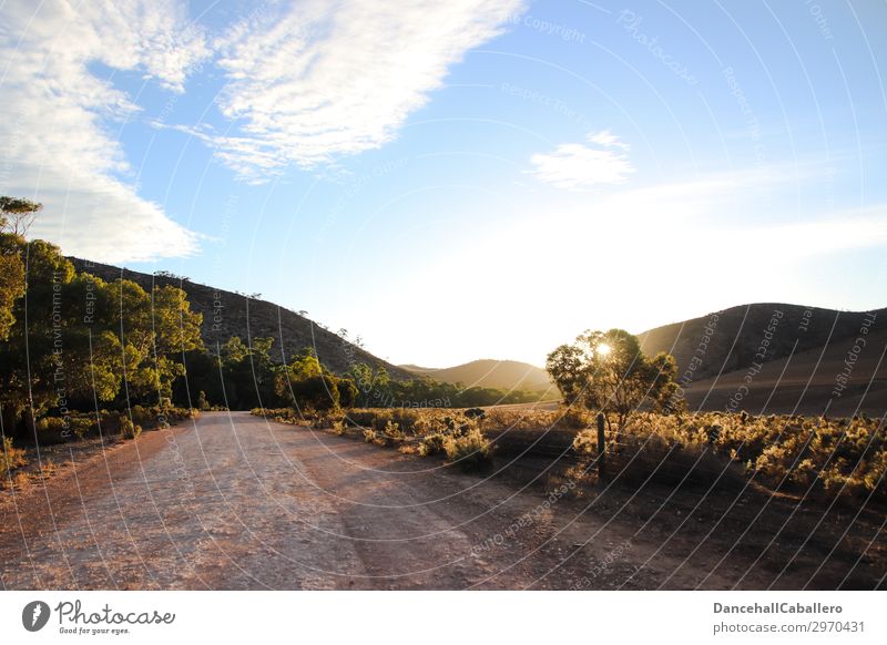 road of light... Nature Landscape Sky Clouds Sun Sunrise Sunset Sunlight Spring Summer Beautiful weather Tree Grass Bushes Meadow Field Hill