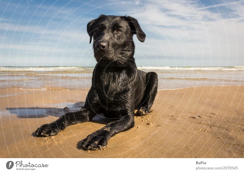 Black labrador bitch at the beach. Lifestyle Elegant Healthy Fitness Harmonious Well-being Senses Relaxation Leisure and hobbies Vacation & Travel Tourism