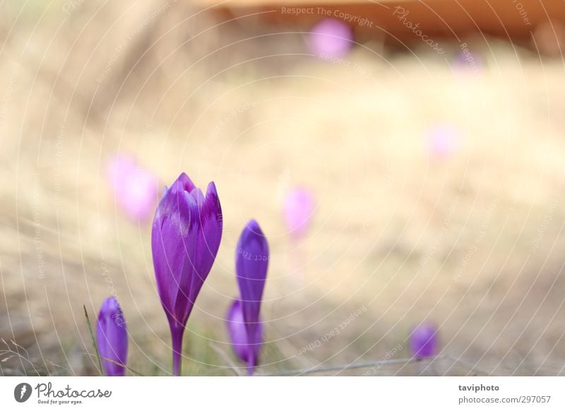 wild purple flowers Beautiful Garden Nature Plant Spring Flower Grass Blossom Blossoming Fresh Bright Natural Blue Green Colour Crocus Iris Floral calm