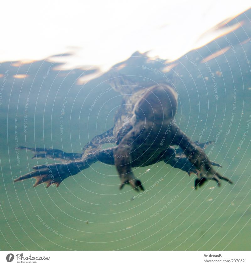 carp perspective Environment Nature Animal Water Lakeside Brook River Frog 1 Swimming & Bathing Painted frog Toad migration Relaxation Float in the water