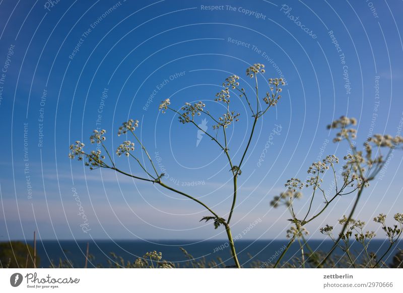 horizon Common Yarrow Daisy Family Aster Medicinal plant Island Mecklenburg-Western Pomerania Ocean Boddenlandscape NP good for the monk Nature Baltic Sea