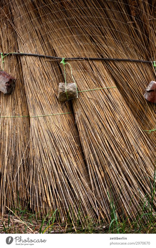 straw Vacation & Travel Island Coast Mecklenburg-Western Pomerania good for the monk Nature Baltic Sea Baltic island Travel photography Rügen Riet Marsh grass