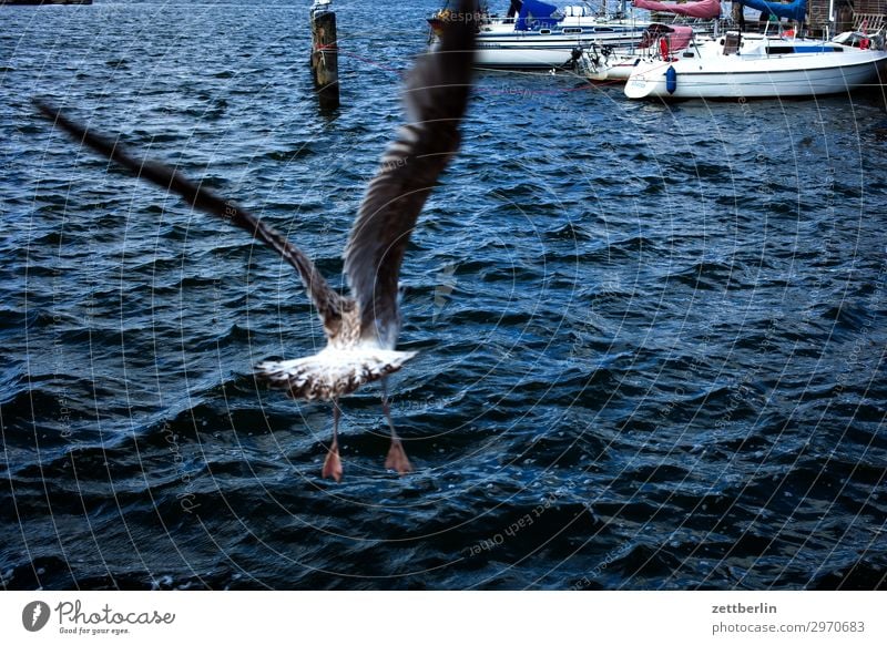 departure Vacation & Travel Island Coast Mecklenburg-Western Pomerania Ocean good for the monk Nature Baltic Sea Baltic island Travel photography Rügen Lakeside