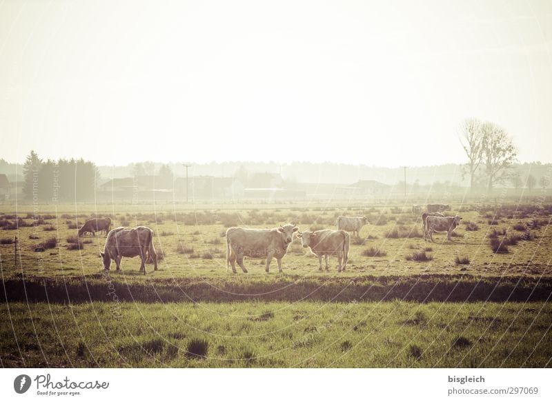 On land II Meat Sausage Organic produce Farm Nature Landscape Meadow Field Cow 3 Animal Herd Looking Stand Happy Green Colour photo Subdued colour Exterior shot