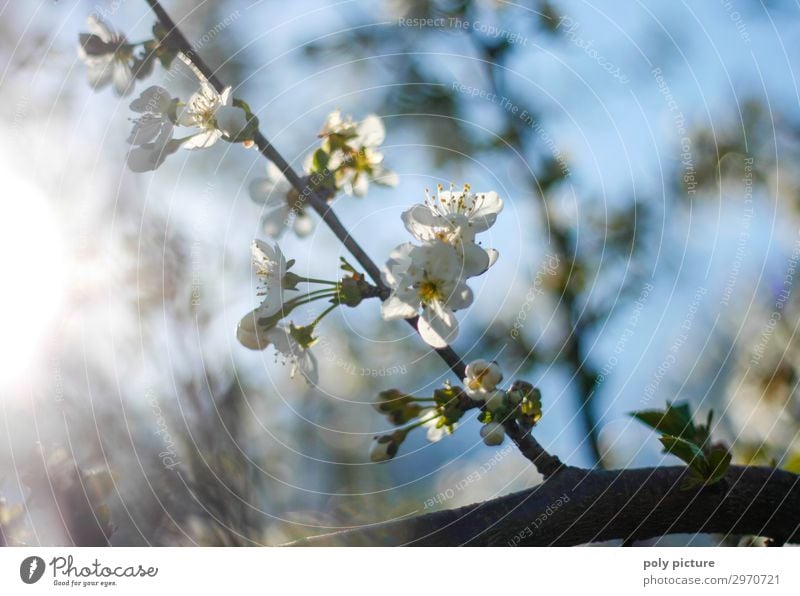 Cherry blossom in spring in the garden Leisure and hobbies Environment Nature Plant Spring Summer Beautiful weather Tree Esthetic Blossom Bud Cherry tree