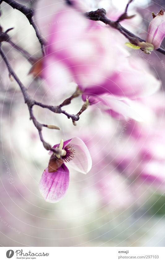 magnolia Environment Nature Plant Spring Tree Flower Blossom Pink Magnolia tree Magnolia blossom Colour photo Exterior shot Macro (Extreme close-up) Deserted