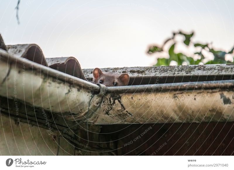 Stone marten peeks out of a gutter Nature Animal Wild animal Marten 1 Baby animal Curiosity Cute Martes foina bit building cable bite car marten copy space