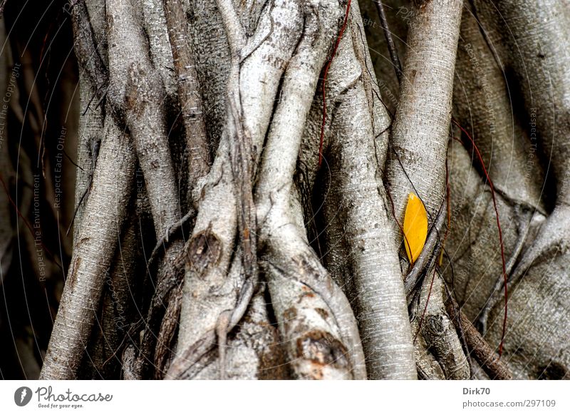 Colour spot autumnal - yellow leaf in front of grey trunk Nature Plant Autumn Tree Leaf Rubber tree Tree trunk Branch Twig Root Park Taipei Taiwan Asia Old