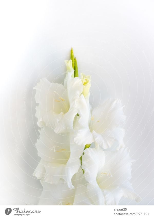 Foreground of white flower on white background Elegant Beautiful Summer Nature Plant Flower Leaf Blossom Fresh Natural Soft Green White Beauty Photography close