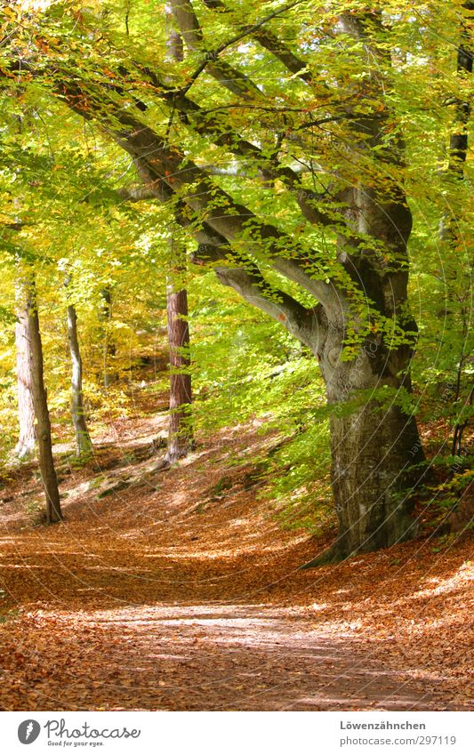 Blessed Way Nature Sun Autumn Beautiful weather Plant Tree Leaf Beech tree Forest Lanes & trails Esthetic Friendliness Bright Natural Yellow Green Orange Moody