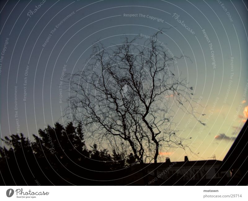 walnut Tree Twilight Winter Hazelnut Sky Garden