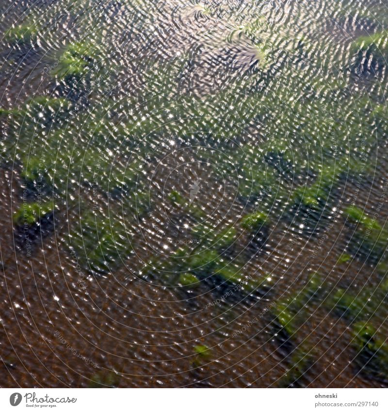 Light on the Water Elements Sunlight Beautiful weather Plant Aquatic plant Waves Pond Glittering Brown Green Surface of water Colour photo Exterior shot