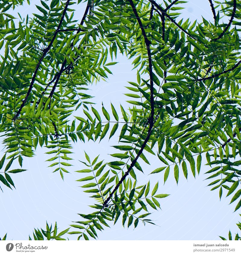 green tree leaves and branches in the nature in summer Tree Branch Leaf Green Nature Bright Sunlight Abstract Consistency Exterior shot Neutral Background