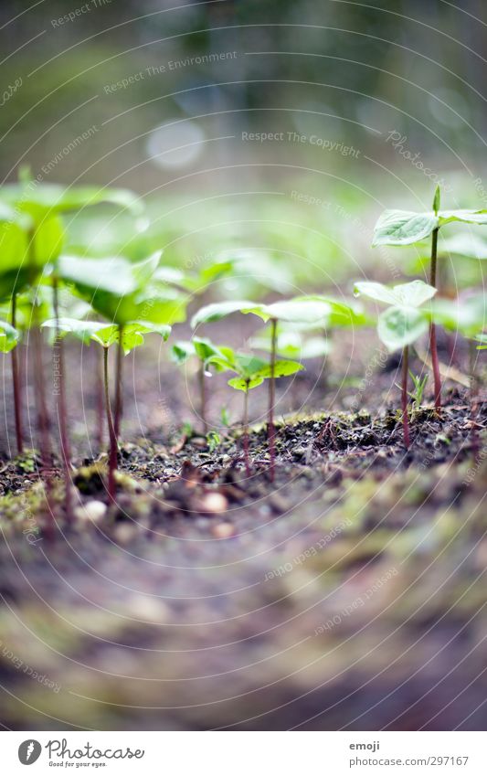 mini world Environment Nature Landscape Plant Earth Spring Leaf Natural Green Sprout Colour photo Exterior shot Macro (Extreme close-up) Deserted Day