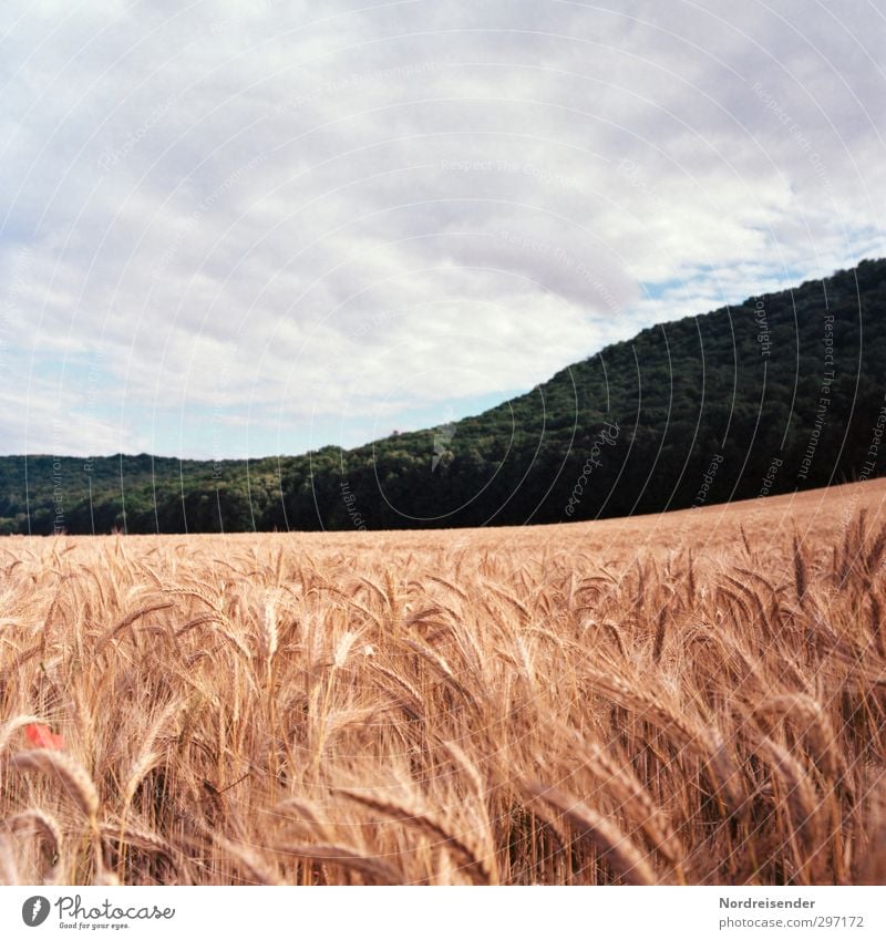 summer Food Grain Organic produce Life Senses Agriculture Forestry Landscape Plant Sky Summer Climate Weather Agricultural crop Field Hill Growth Fragrance Hope