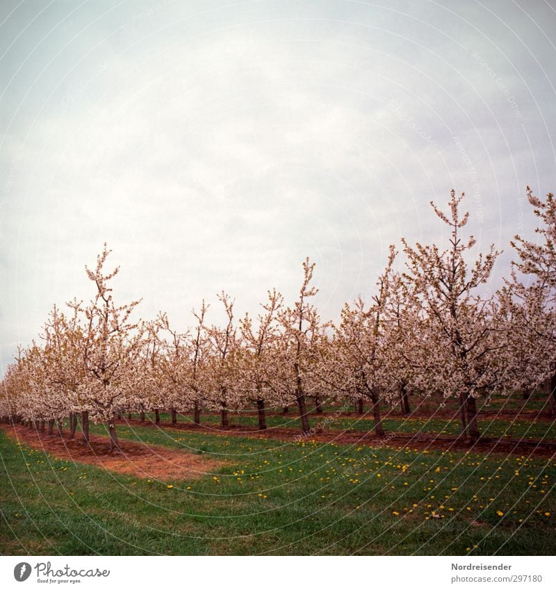 cherry blossom Fruit Organic produce Senses Fragrance Nature Plant Spring Tree Meadow Field Blossoming Illuminate Warmth Multicoloured Romance Beginning Colour