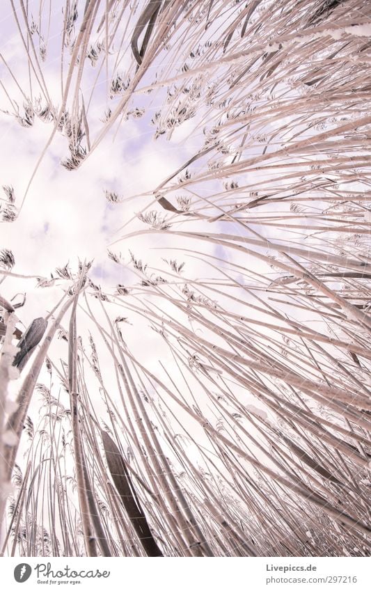 there reed Environment Nature Plant Sky Clouds Winter Snow Bushes Wild plant Field Violet Pink Colour photo Exterior shot Day Fisheye Upward