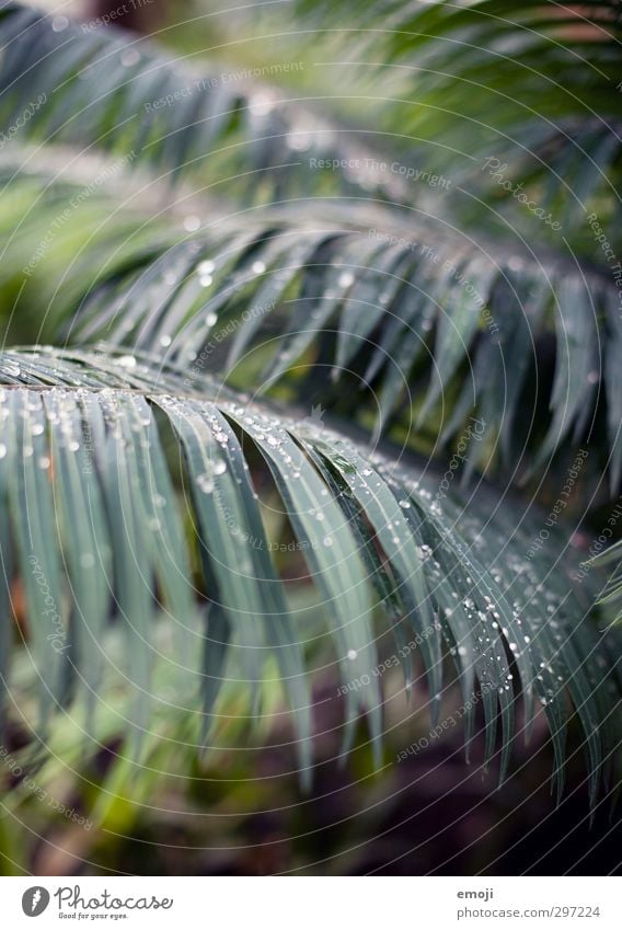 associations Environment Nature Plant Tree Bushes Leaf Exotic Virgin forest Natural Green Palm frond Drops of water Colour photo Exterior shot Deserted Day