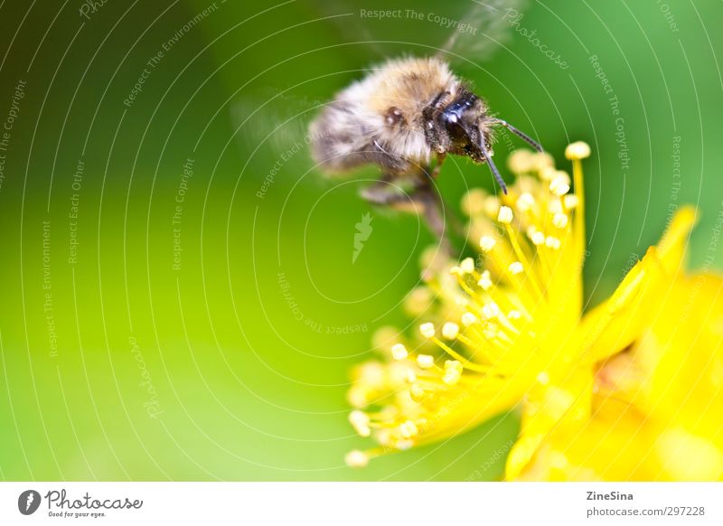 Summer is coming Nature Plant Animal Spring Beautiful weather Blossom Garden Meadow Bee 1 Blossoming Fragrance Feeding To enjoy Dream Authentic Happiness Fresh