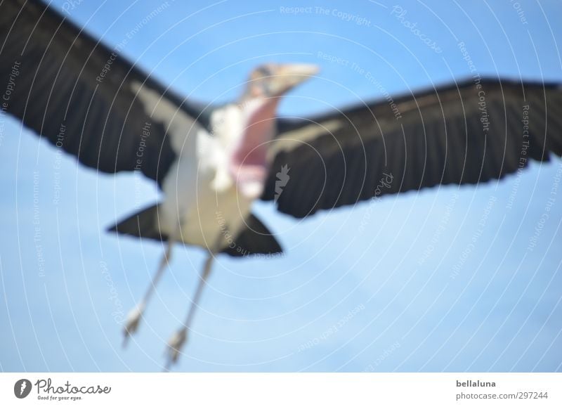 This new one is fuzzy! Nature Animal Sky Cloudless sky Sunlight Spring Summer Beautiful weather Wild animal Bird Animal face Wing 1 Flying Blue Black White