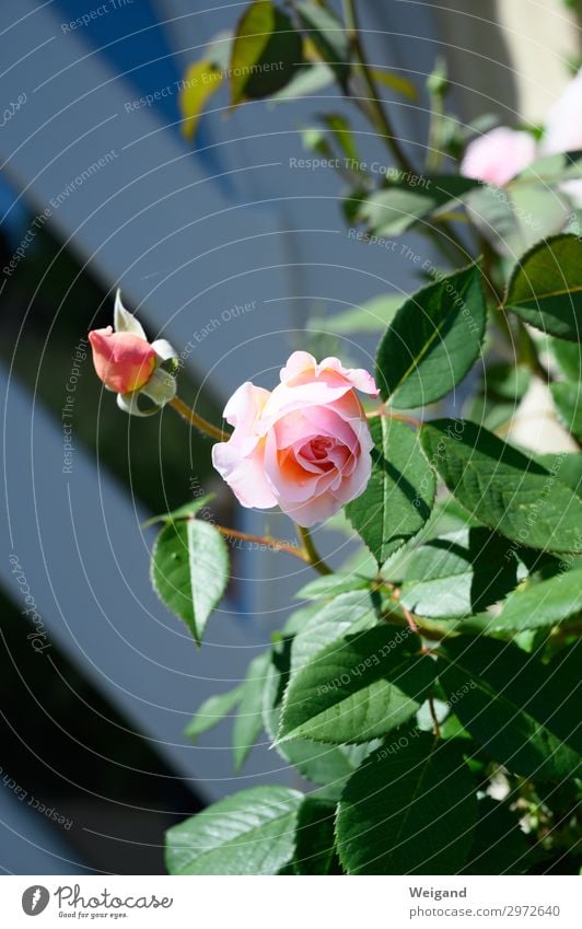 rose Senses Fragrance Living or residing House (Residential Structure) Feasts & Celebrations Valentine's Day Nature Plant Flower Rose Blossom Spring fever