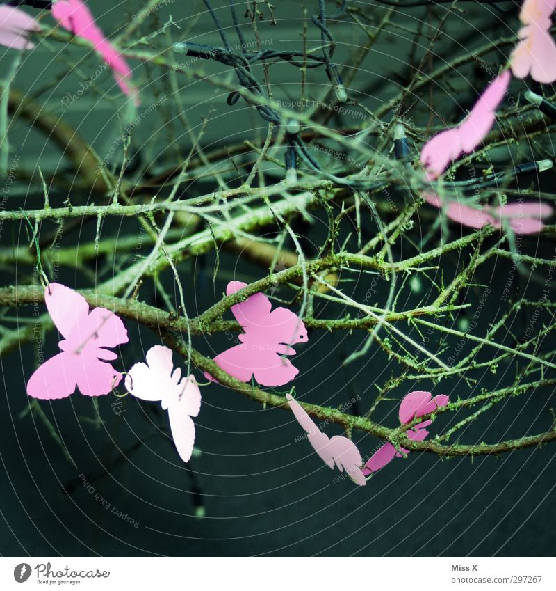 swarm Bushes Animal Butterfly Flock Flying Pink Decoration Spring Colour photo Multicoloured Close-up Pattern Deserted Shallow depth of field