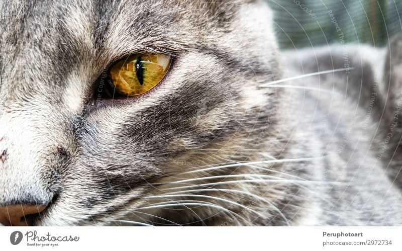 a green cat eyes close up Happy Beautiful Face Playing Animal Fur coat Pet Cat Dark Small Natural Cute Blue Yellow Gray Green White Colour Kitten Whisker