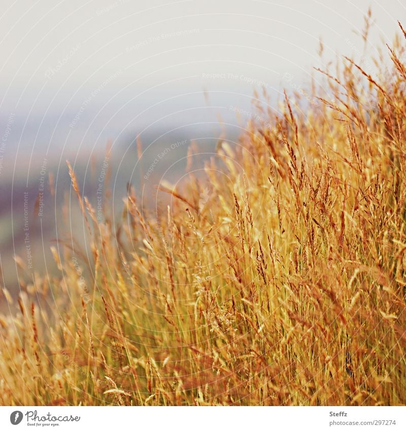 yellow grass in Scotland Scottish Scottish countryside Scottish weather grasses Tuft of grass Grass tip Whispering grass Meadow Hill Grass meadow Grassland