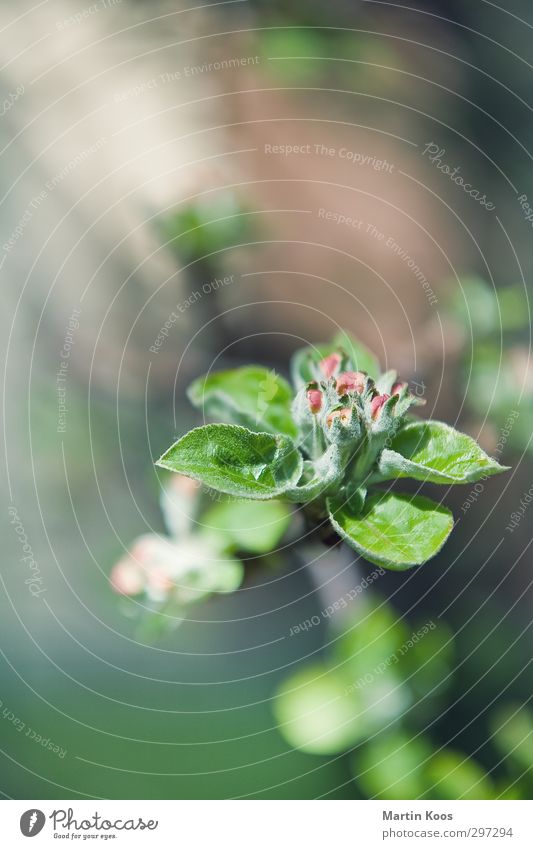 Inflorescence from last weekend Nature Plant Tree Leaf Blossom Twig Blossoming Esthetic Fragrance Fresh New Happy Spring fever Growth Colour photo Exterior shot