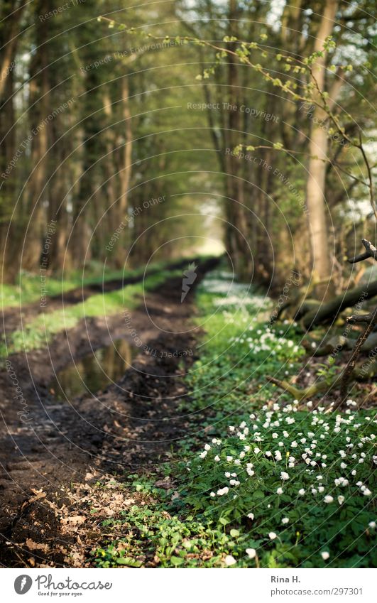 Wood anemone on a forest path Nature Landscape Plant Spring Beautiful weather Tree Flower Forest Lanes & trails Blossoming Natural Green White