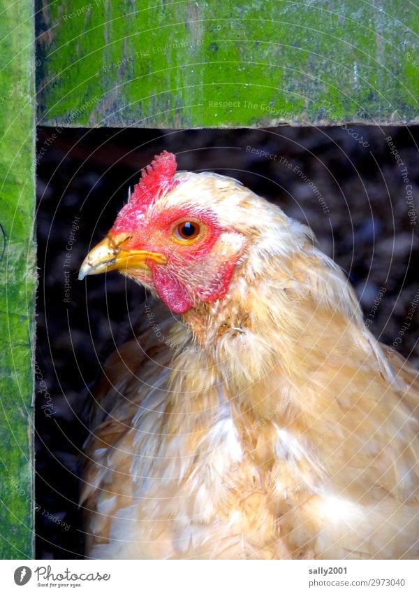 Good morning... Animal Animal face Barn fowl 1 Observe Looking Wait Exceptional Friendliness Wood Brash Watchfulness Curiosity Farm animal Colour photo