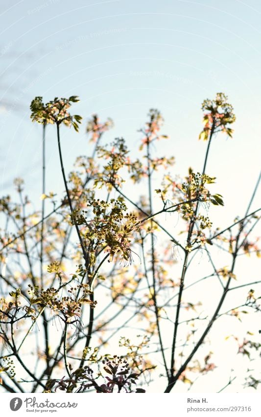 May has come Sky Spring Tree Leaf Blossom Bright Natural Joie de vivre (Vitality) Spring fever Colour photo Copy Space left Copy Space top Light