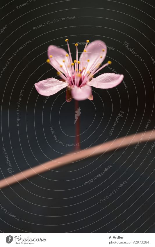 pink flower with dark background Elegant Beautiful Nature Plant Spring Blossom Esthetic Fragrance Fresh Yellow Gray Pink Black Spring fever Life Humble Botany