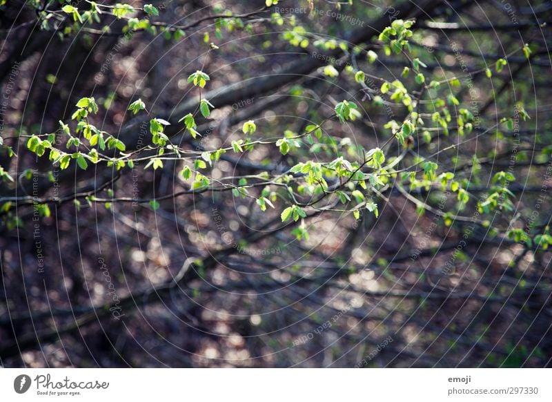 it greenens so greenly Environment Nature Plant Spring Tree Bushes Leaf Foliage plant Natural Green Beech tree Colour photo Exterior shot Close-up Deserted Day