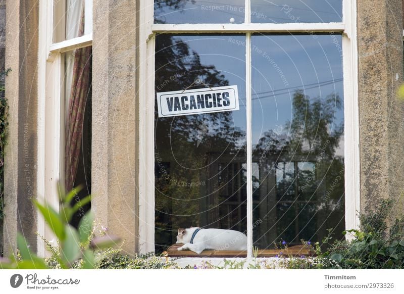 Blues With A Feeling Living or residing Town Detached house Window Animal Dog 1 Wood Glass Wait Emotions room free Signage Rent Reflection Yorkshire