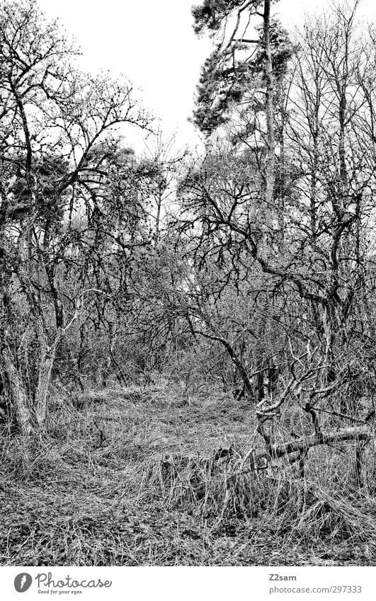 magic forest Environment Nature Landscape Spring Bushes Forest Dark Creepy Natural Gloomy Calm Sadness Fear Bizarre Chaos Loneliness Apocalyptic sentiment