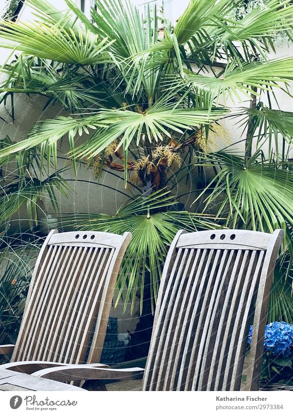 relaxing area Summer Nature Spring Plant Palm tree Blue Brown Green Turquoise White Relaxation Palm frond Chair Wood Colour photo Exterior shot Deserted Morning