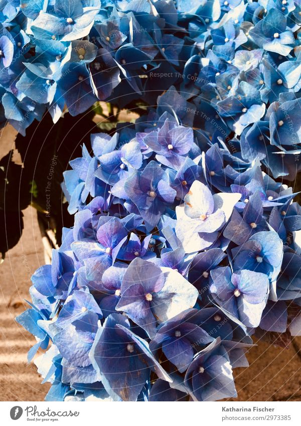 Hydrangeas blue one Plant Spring Summer Autumn Flower Leaf Blossom Blossoming Beautiful Blue Violet White Bouquet Colour photo Exterior shot Close-up Deserted