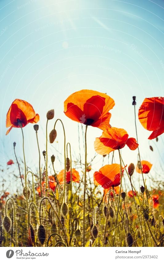 poppy field Vacation & Travel Tourism Summer Sun Hiking Gardening Renewable energy Solar Power Environment Nature Landscape Plant Cloudless sky Sunlight